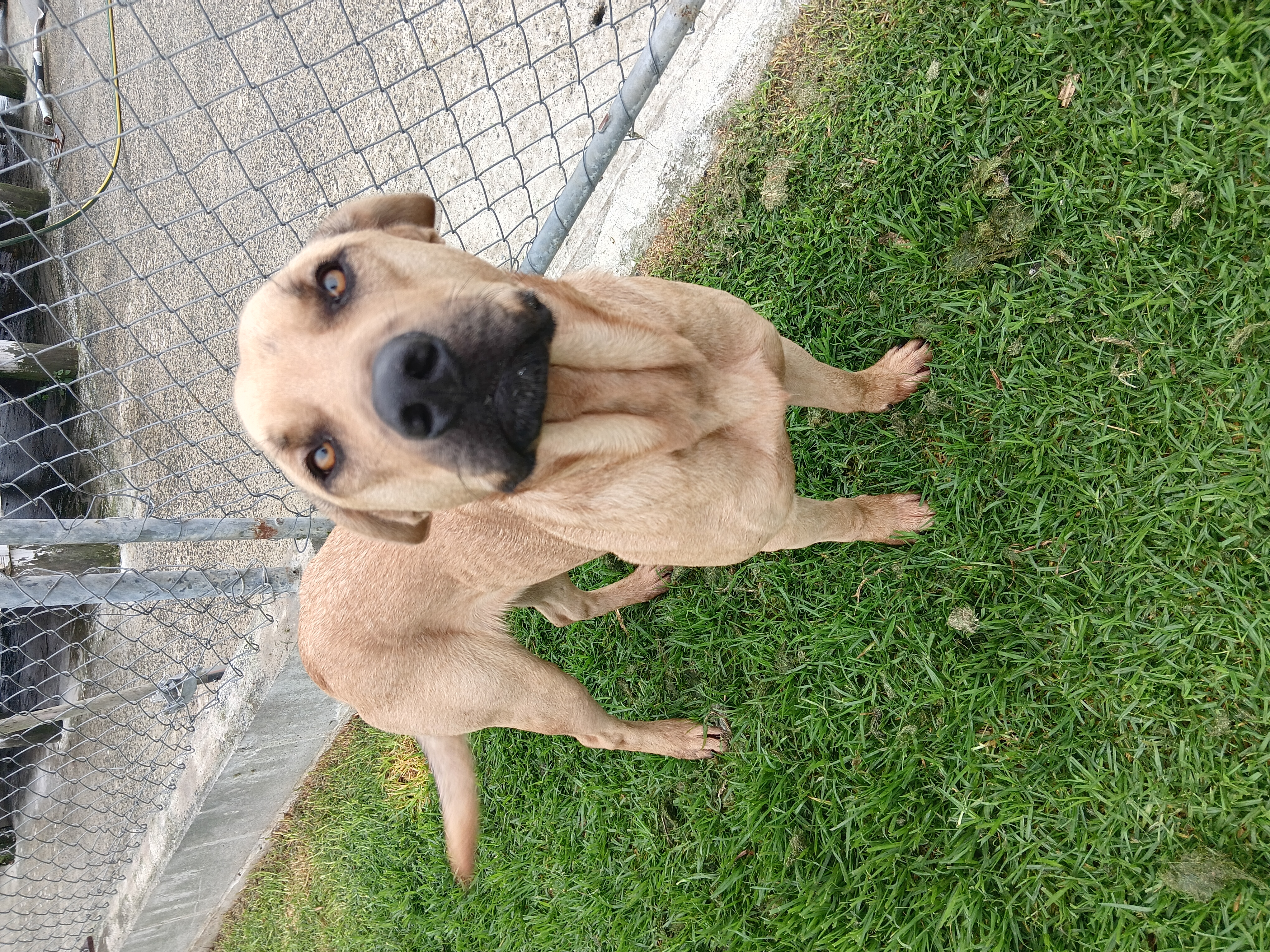 Tan dog standing on leash on grass